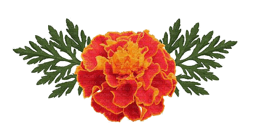 orange summer flower - Free animated GIF