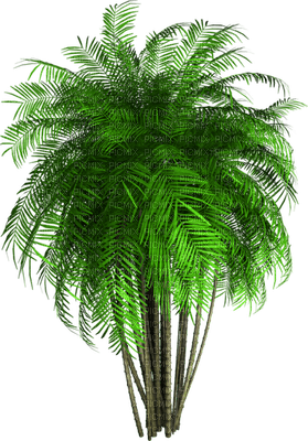palm tree - Nitsa P - darmowe png