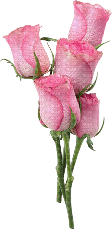 Roses.Pink - zdarma png
