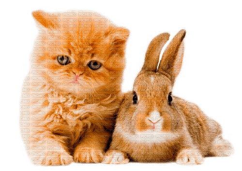 cat and rabbit by nataliplus - png ฟรี