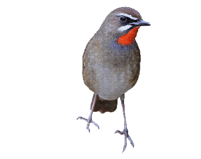 Birds - Zdarma animovaný GIF