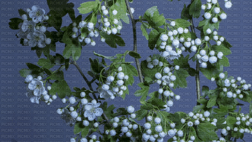 white flowers blossom - GIF animé gratuit