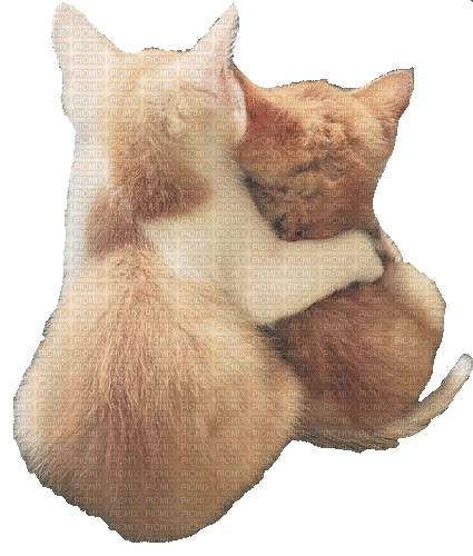 Cats, Katzen, - Bezmaksas animēts GIF