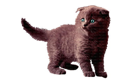 Dark Brown Kitten - GIF animé gratuit