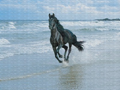 caballo - besplatni png