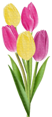 tulipan - Free PNG