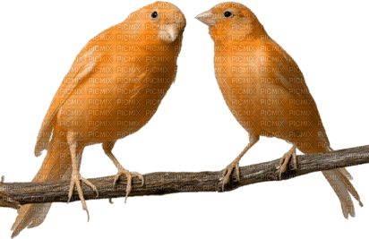 vogel bird orange - kostenlos png