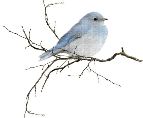 winter bird Bb2 - PNG gratuit