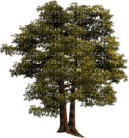 drzewo - zdarma png