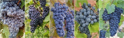 grapes rypäleet collage kollaasi - zdarma png