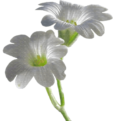 białe kwiaty - kostenlos png