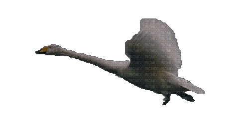Лебедь - GIF animé gratuit