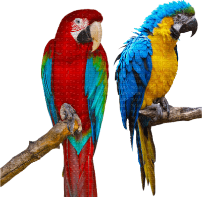 Kaz_Creations Birds On Branch Parrots - png gratuito