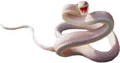 snakes bp - безплатен png