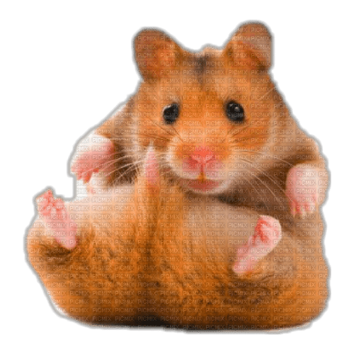 Nina mouse - png gratuito