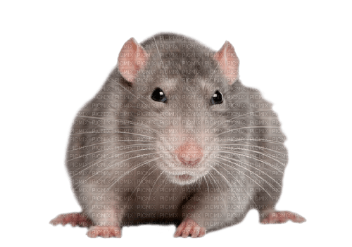 Kaz_Creations Rat-Mouse - nemokama png