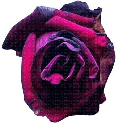wilting dead rose - png gratis