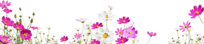 flowers - bezmaksas png