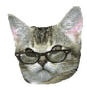 glasses cat - 無料のアニメーション GIF