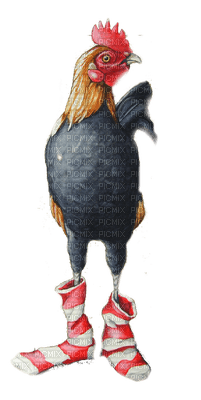 rooster coq - Free PNG