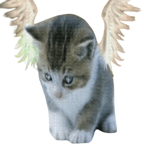 angel kitty - png gratuito