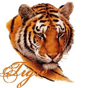tigres - GIF animado grátis