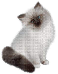 Kaz_Creations Cats Kittens Cat Kitten - 免费PNG