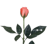 utena rose pink - png grátis