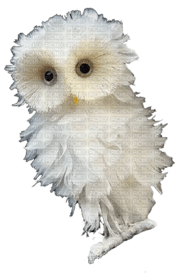 owl katrin - ilmainen png
