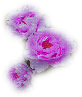 rose violette.Cheyenne63 - бесплатно png
