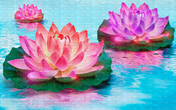 Lotus - GIF animado gratis