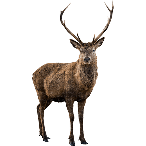 Deer, Stag, png - PNG gratuit