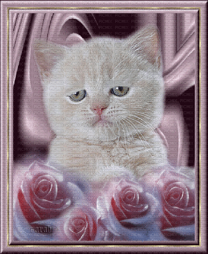 Tired Kitten - Bezmaksas animēts GIF