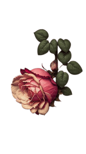 rose ancienne - 無料png