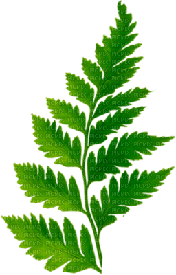 blad-leaf - png gratuito