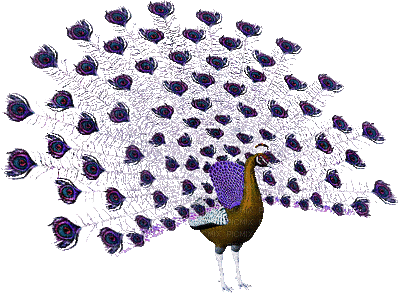 peacock - Bezmaksas animēts GIF