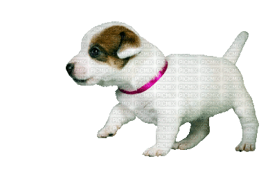 Kaz_Creations Animated Dog Pup - Gratis animeret GIF
