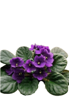 violets - besplatni png