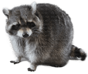 Kaz_Creations Raccoon - zdarma png