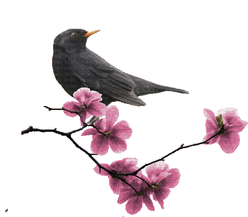 Amsel, Blumen, Vogel - Безплатен анимиран GIF