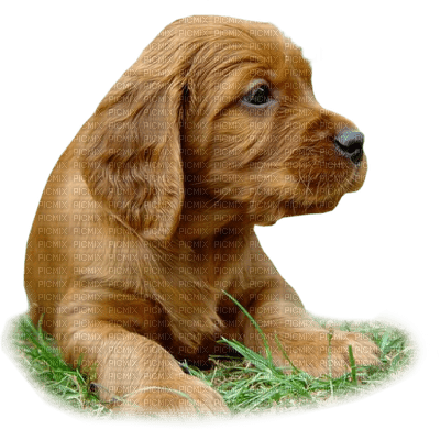 Kaz_Creations Dog Pup - 免费PNG