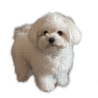 Chien.Dog.Perro-Victoriabea - kostenlos png
