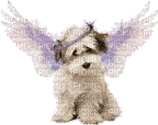 cão - Besplatni animirani GIF