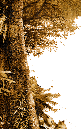 frame arbre - Darmowy animowany GIF
