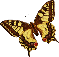 papillon - Δωρεάν κινούμενο GIF