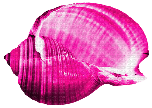 Seashell.Pink - PNG gratuit