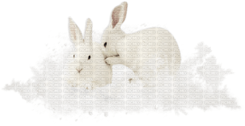 lapins - Free PNG