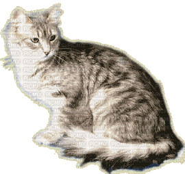 Cats'n'Kittens - Animovaný GIF zadarmo