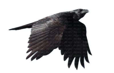 crow katrin - zdarma png
