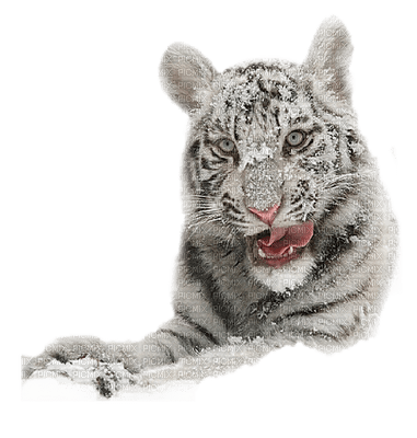 white tiger bp - gratis png